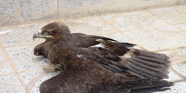 نجات یک عقاب مصدوم از سوی معلم کازرونی اهل کوهمره