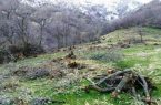 دستگیری عاملین قطع درختان سبز بلوط در بخش کوهمره نودان شهرستان کوهچنار