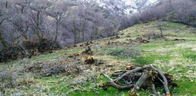 دستگیری عاملین قطع درختان سبز بلوط در بخش کوهمره نودان شهرستان کوهچنار