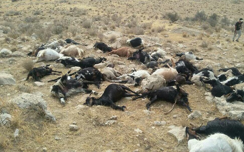 تلف شدن 15 راس دام در کوه چنار به علت مسمومیت دارویی