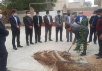 کاشت چندین اصل نهال درخت در پیاده رو بلوار امام خمینی (ره) شهر نودان