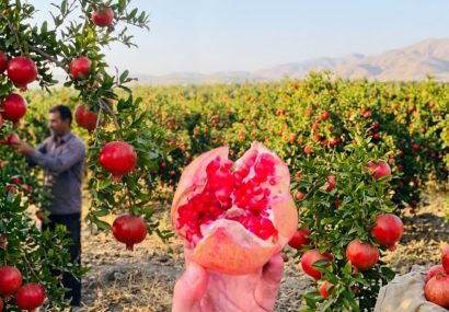 آغاز برداشت محصول انار از باغ های شهرستان کوه چنار