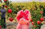آغاز برداشت محصول انار از باغ های شهرستان کوه چنار